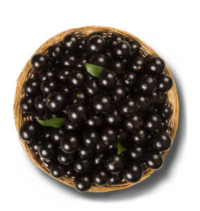 _ng-maroc-jaboticaba